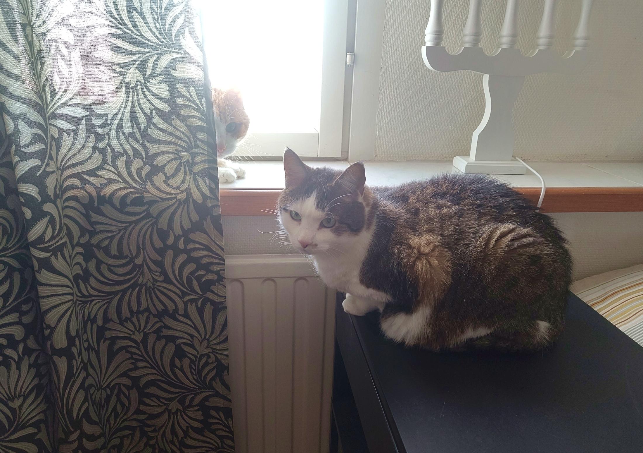 A brown and white tabby cat is half loafed up on a black end table in front of a window, and right next to him but behind the dark green leaf pattern curtain except for his face, is a white and yellow tabby cat doing the same. They both look like a silly human is interrupting their quiet telepathic communication.