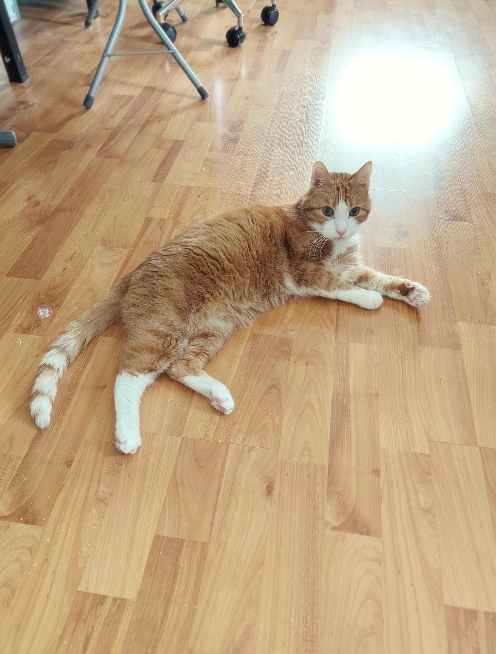 A cream and ginger cat lounging aesthetically on a bit of parquet. He's not doing much, just relaxing on his side with one paw slightly curled showing off his pink beans, and looking at something past the camera, all mildly curious, attentive and dignified. He has long graceful limbs, leisurely sprawled, and his striped tail has such a pale colour in addition to his slightly darker stripes that it looks like a beautiful ombre effect from pale to white, right next to his back leg with a tall white knee sock... That it's just very pleasing to look at. Just a pretty kitty! Some not quite so pretty chair and furniture legs in the upper left corner, and a little sewing machine bobbin as a cat toy next to his tail.