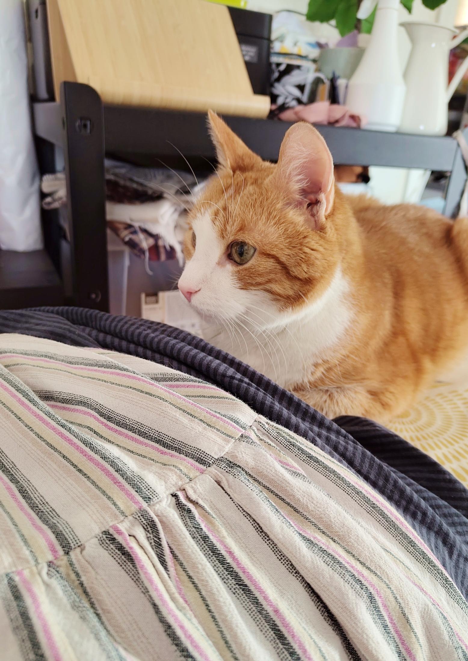 A beautiful cream and ginger tabby cat relaxedly loafs on top of an ironing board, with the striped fabrics of two skirts framing him in front. He has large ears that are paying attention to some noise off frame, and his peculiar and delightful green and dark green moss agate eyes look into that direction also. His nose is pink, his whiskers long and white, and he's just generally a pleasant cat shape, looking calm and healthy. The markings of his warm toned fur on his face are graceful and softly curling around the bones of his skull. Some shelf clutter out of focus in the background.