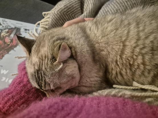 Eine helle Katze liegt zu mir gewandt auf meinem Schoß und hat den Kopf an meinen Unterarm gekuschelt. Neben mir liegt ein Buch, das ich nicht lesen kann, weil ich dazu zwei Hände bräuchte.