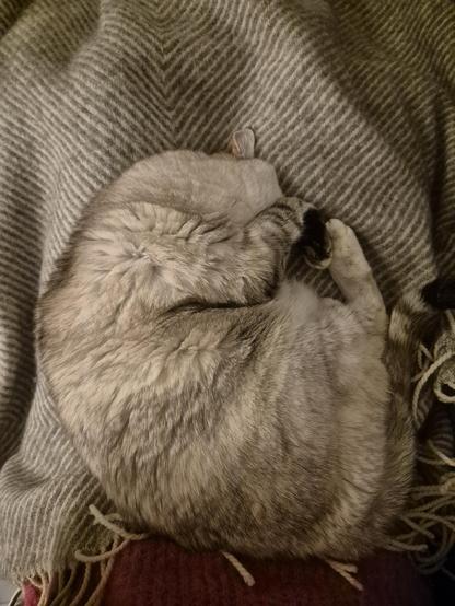 Die Katze hat sich wohlig klein zusammen gerollt. Sie hat eine Pfote vor ihrem Gesicht. 