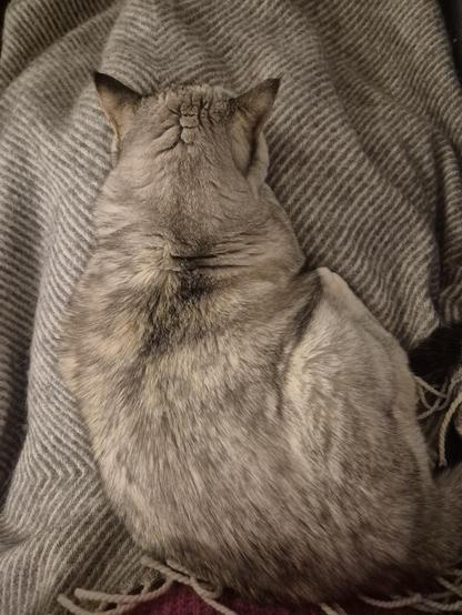 Die Katze schläft nun von mir abgewandt auf meinem Schoß. Ihr Kopf ist im Schlaf runter gefallen und ist zwischen meinen Knien gelandet.
