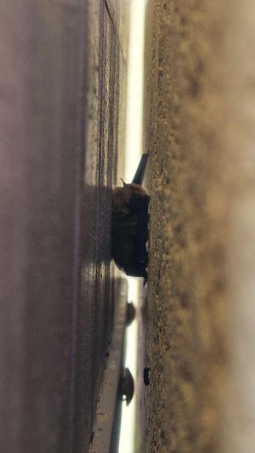 Foto, seitlich durch einen schmalen Schlitz aufgenommen. Links ein lila Fensterladen aus Holz, rechts Mauer, dazwischen ein schmaler Spalt, durch den wenig Sonnenlicht fällt. Darin eine kleine Fledermaus, schlafend. Sie hängt an der Wand und zwar kurioserweise mit dem Kopf nach oben.