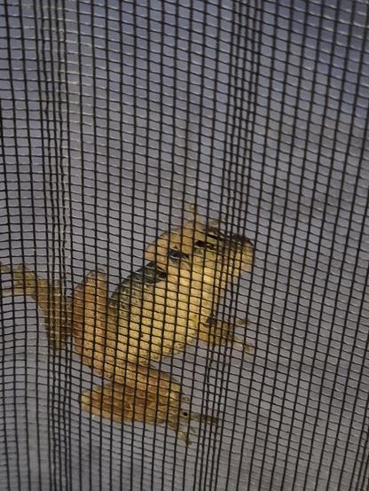 Fliegengitter, an dem ein Frosch  sich festhält. Der gelblich-grüne Bauch und die Unterseite sind sichtbar. Von der grünen Oberseite ist wenig zu sehen.