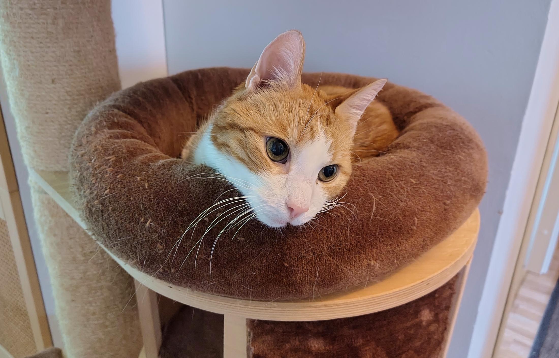 An adorable marmalade and cream tabby cat lounging in a big cat bed on a big cat tree for large cats. He looks very comfortable and is gazing off, draping his little face over the very lush and plush edge of the cat bed, which resembles and overcooked doughnut. His eyes are so large and so green, and his little nose is a sweet pink, and his features are just balanced in such a way that he's very pretty and looks very innocent. Not at all like he's been doing crimes for some 16 years already!
