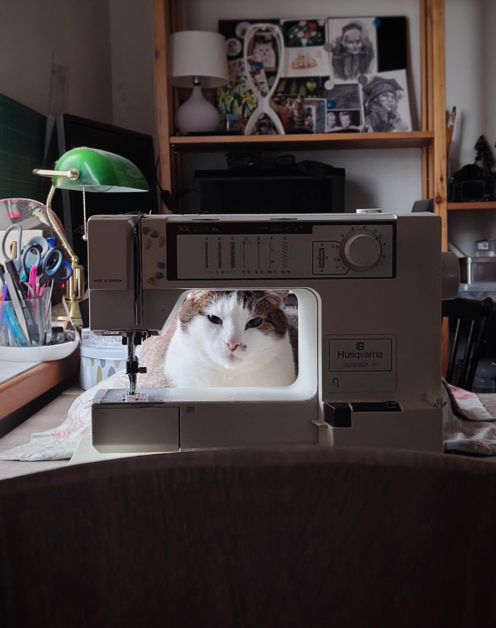 A white and brown tabby cat is loafing on a desk, but he's behind a vintage beige sewing machine so that only his placidly staring face and bit of shoulders is seen. His pink nose and general appearance is that of an angel, but his expression is that of a tiny lord. It's all fairly dramatically lit, in low cloudy day sunlight. Behind the cat and sewing machine there's a jar of scissors, a green desk lamp, and assorted art postcards on a shelf. Most of the foreground is blocked by the backrest of a chair.
