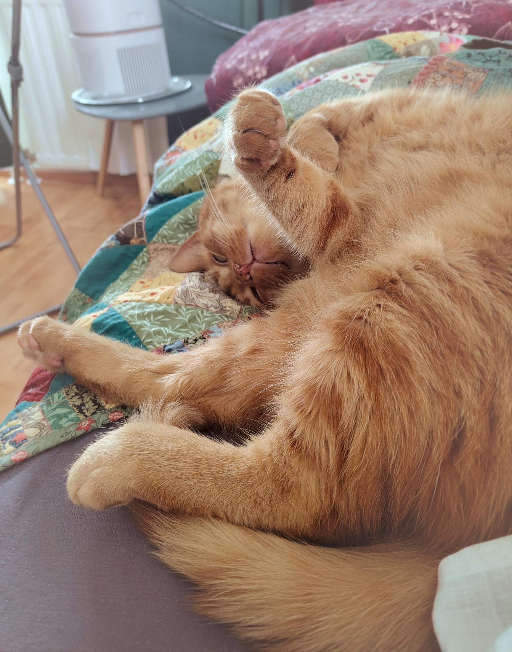 A ginger tabby cat on his side and back, twisted up in a languid liquid kitty pose of relaxation and only very slightly acting cute for more attention. Not one limb is going the same way as another, his tail curled out under his back leg, fur fanning out. His creamier underside has less of the deep copper stripes of his coat, and his small darker pink nose has a number of black freckles. Eyes mostly closed and little kitty face peeking from the twist and jumble of his little kitty body, he is deeply adorable. Colourful quilts and bedding and an air purifier in the background.