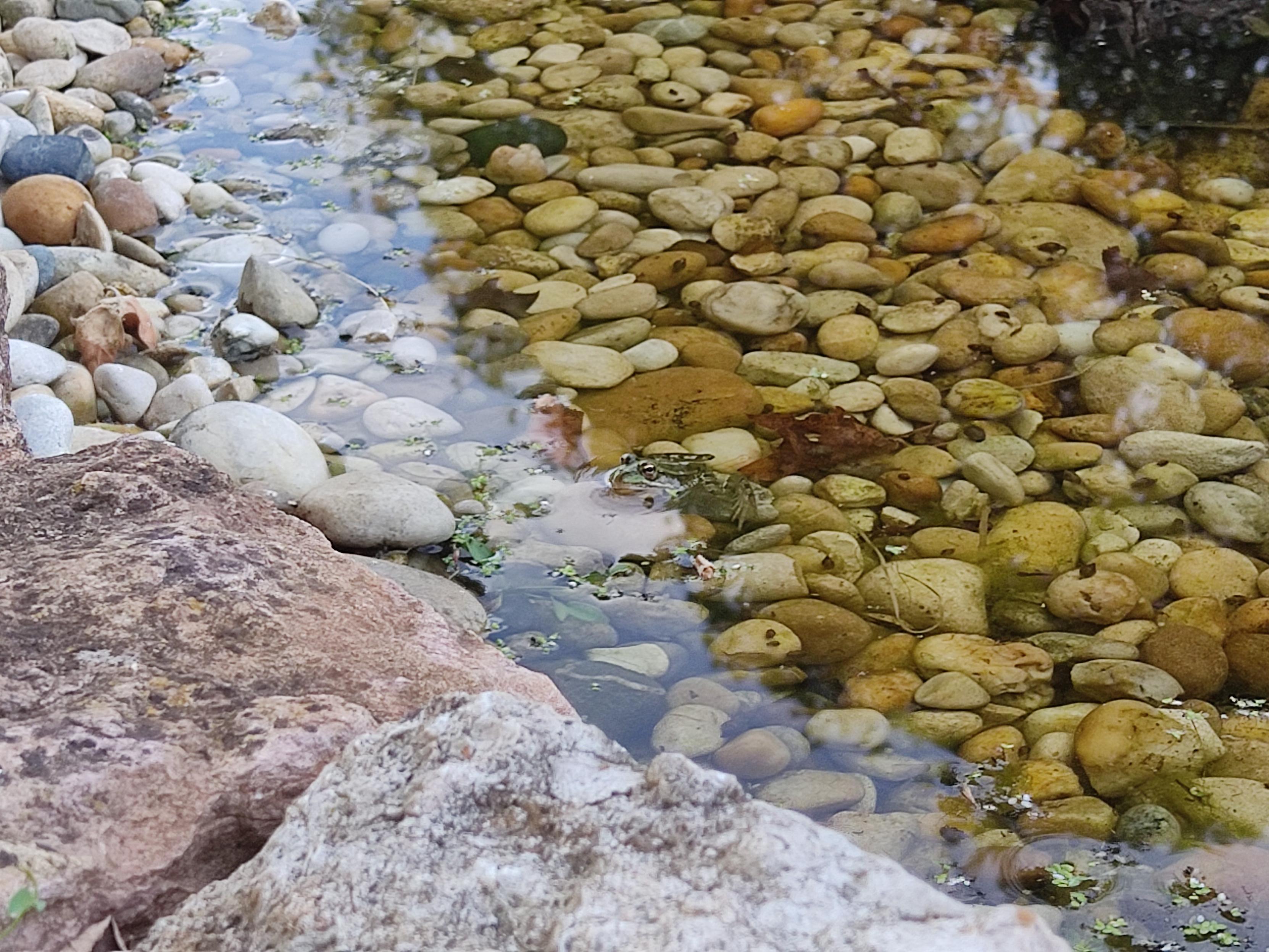 Photo d'un bord de mare avec une petite grenouille posée sur les galets.