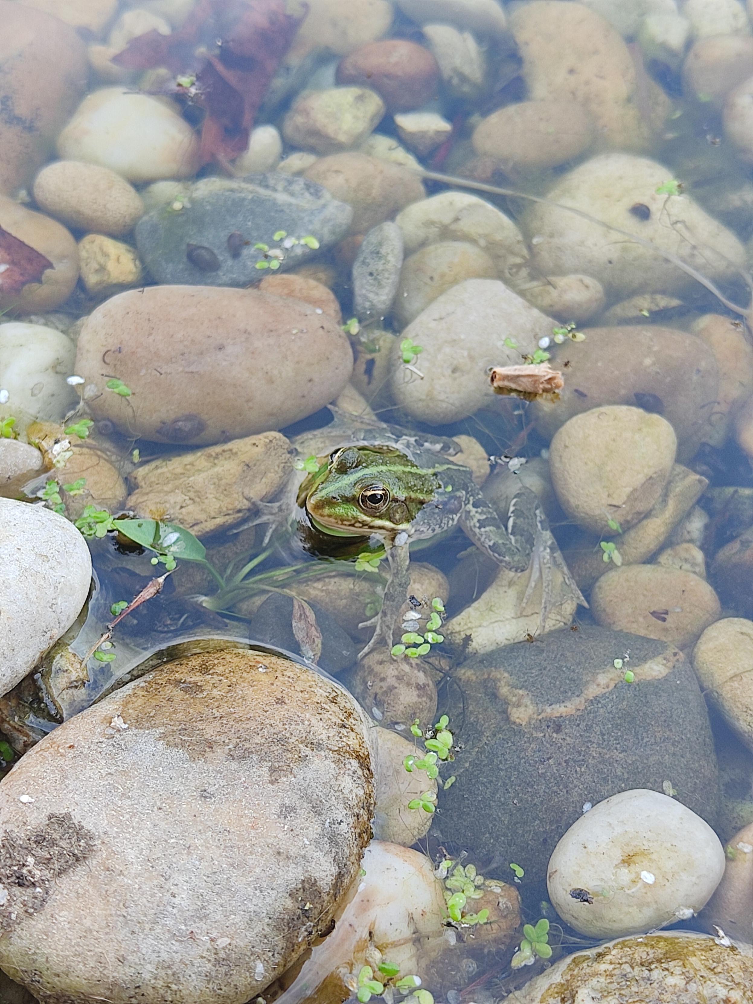 Photo d'une petite grenouille dans l'eau.
