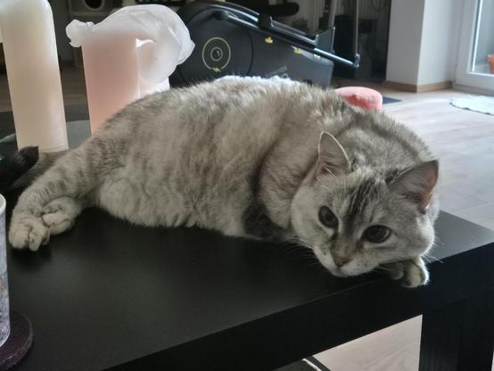 Eine helle Katze liegt auf einem dunklen Couchtisch. Sie schaut in Richtung Kamera, ohne den Kopf zu heben.