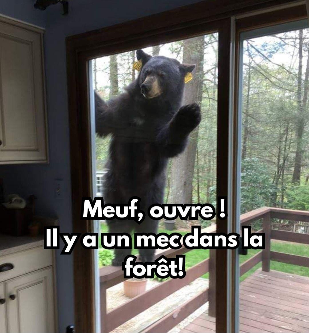 Un ours qui tambourine à la porte vitrée d'une maison dans une forêt en hurlant : "Meuf, ouvre !!! Il y a un mec dans la forêt ! "
Publié par My Voice My Choice sur Instagram