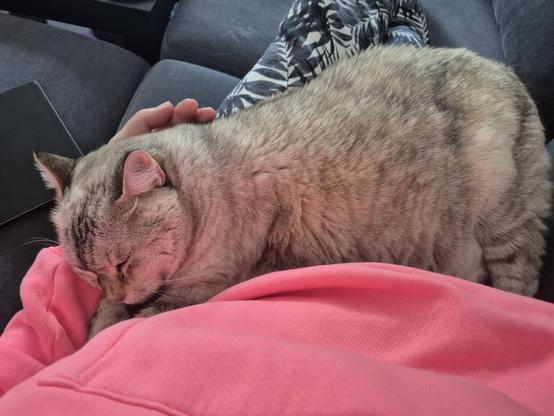 Ich sitze mit ausgestreckten Beinen auf der Couch. Eine helle Katze liegt auf meinem Schoß und hat den Kopf an meinem linken Unterarm abgelegt. Sie hat die Augen geschlossen und sieht sehr entspannt aus. Neben mir ist noch ein Tablet zu sehen, das aus ist. Mein neonpinker Pulli leuchtet aus der sonst überwiegend grauen Szene raus.