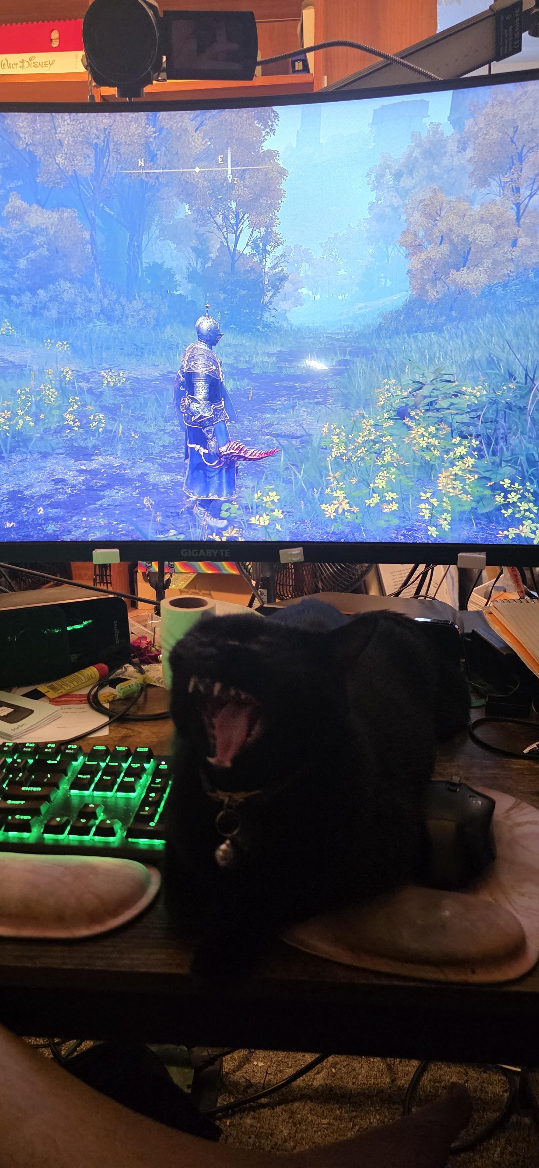 Photo of my character standing in a forest in elder ring in my monitor behind my blacl cat as she's mid-yawn