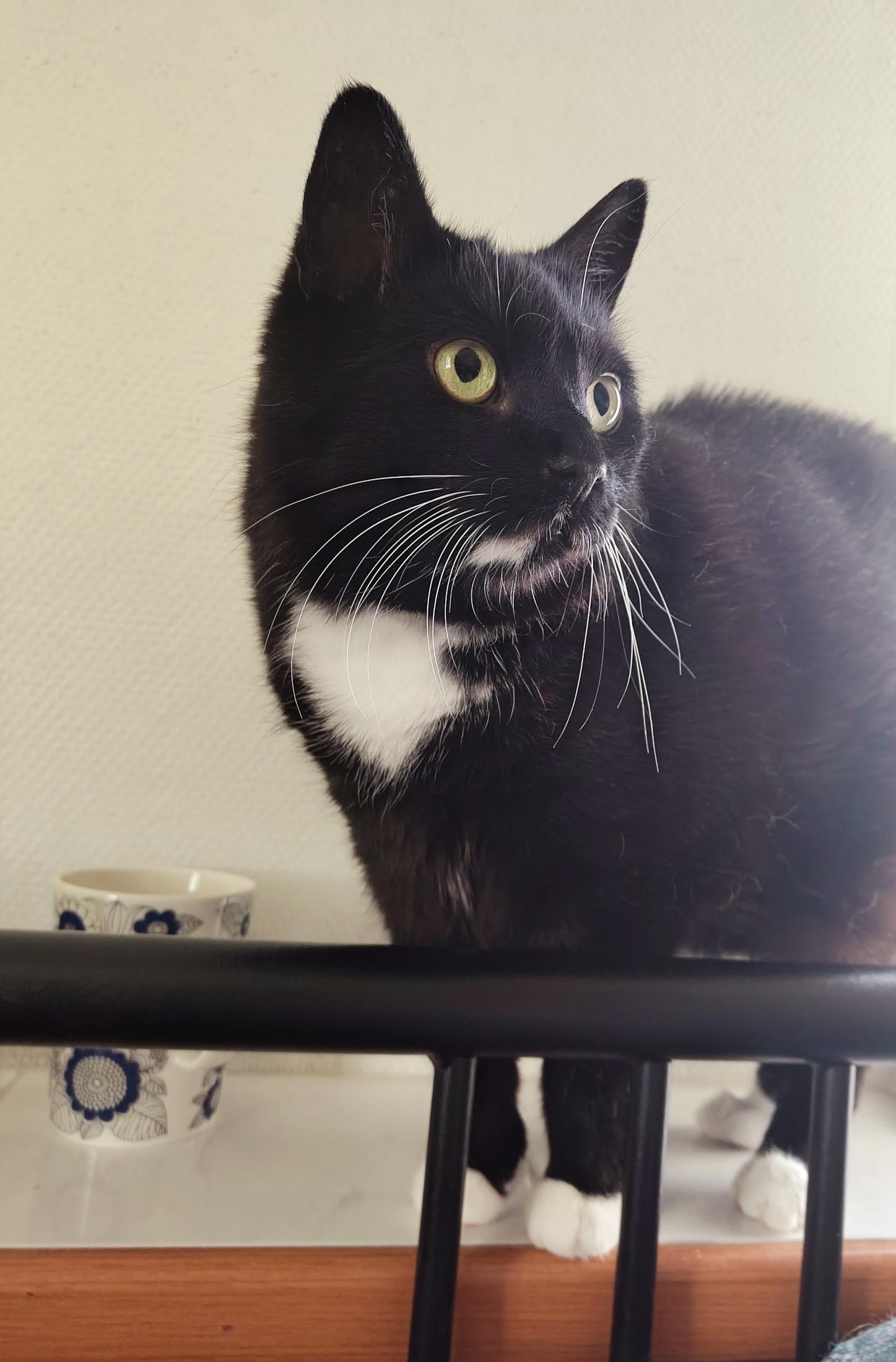 A closer up photo of the previous black and white tuxedo cat, daintily standing with his four paws close together, on a ceramic windowsill behind a black iron bed frame. He's looking handsome with his white socks, whiskers and cravat, except that his yellow eyes look like they're staring straight through the fabric of the universe and looping right back to the utter void of thought in his round little head. It's mostly his facial structure, but wow does he look head empty no thoughts. Light from the right plays across his shiny black fur, and there's a coffee mug beside him.