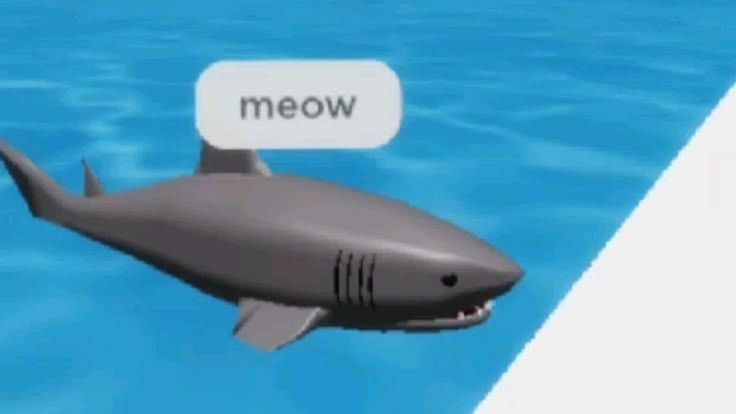 Modèle cartoon simplifié d'un requin dans une piscine avec le texte au-dessus d'ellui disant "Miaou"