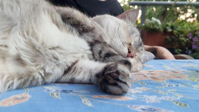 Eine helle Katze liegt auf einem Gartentisch auf einer hellblau-bunten Tischdecke. Im Hintergrund sitzt ein Mensch, von dem wenig zu sehen ist, in einem Gartenstuhl.