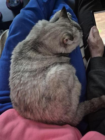 A light-grey cat lies comfortably in my lap. Next to me another person is visible holding a tablet, of which only the edge of the screen is visible. Both humans are wearing treck suit bottoms.