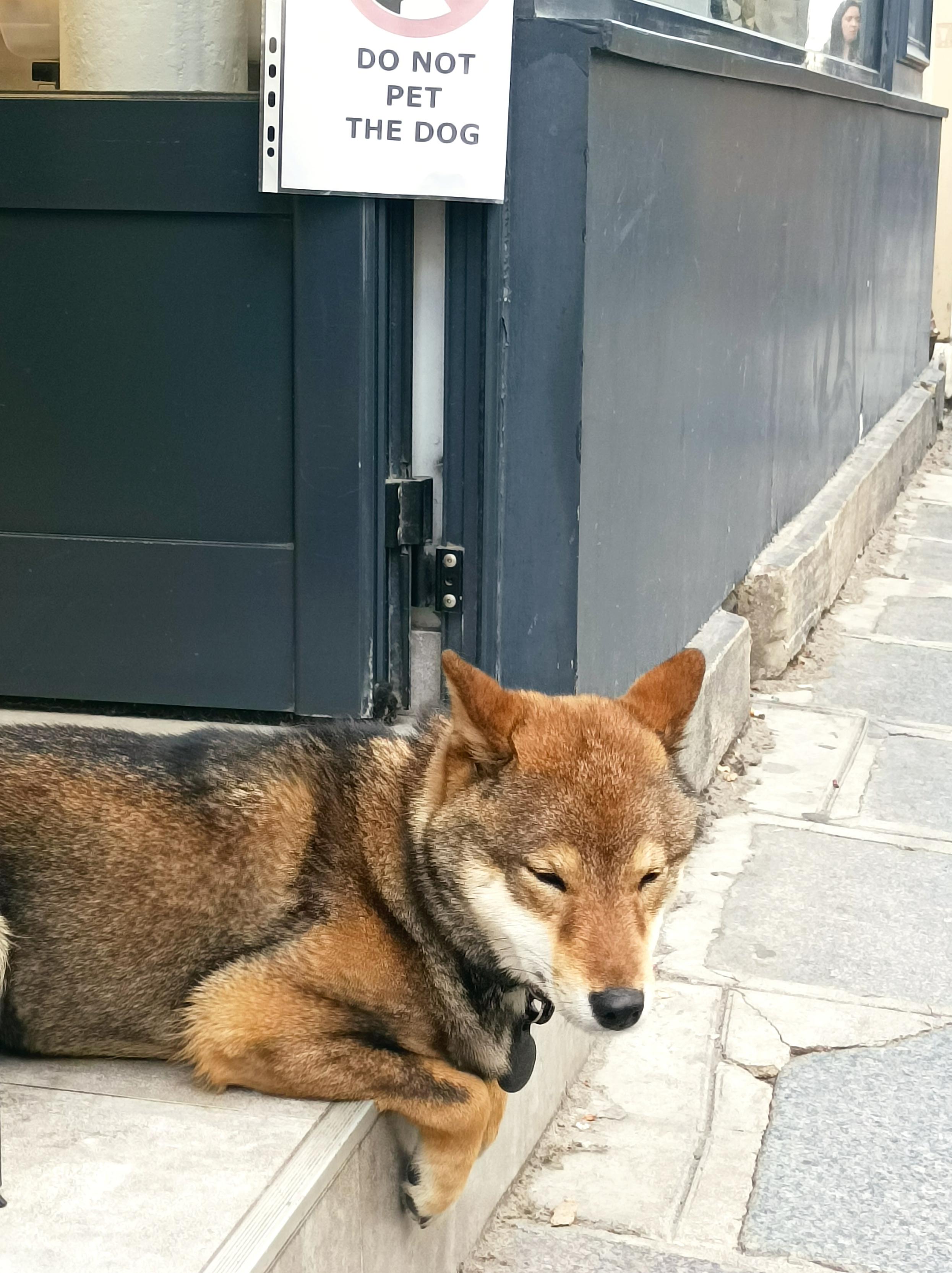 Un chien assis sur l'entrée d'un magasin, une affichette "do not pet the dog" est accroché au dessus de lui