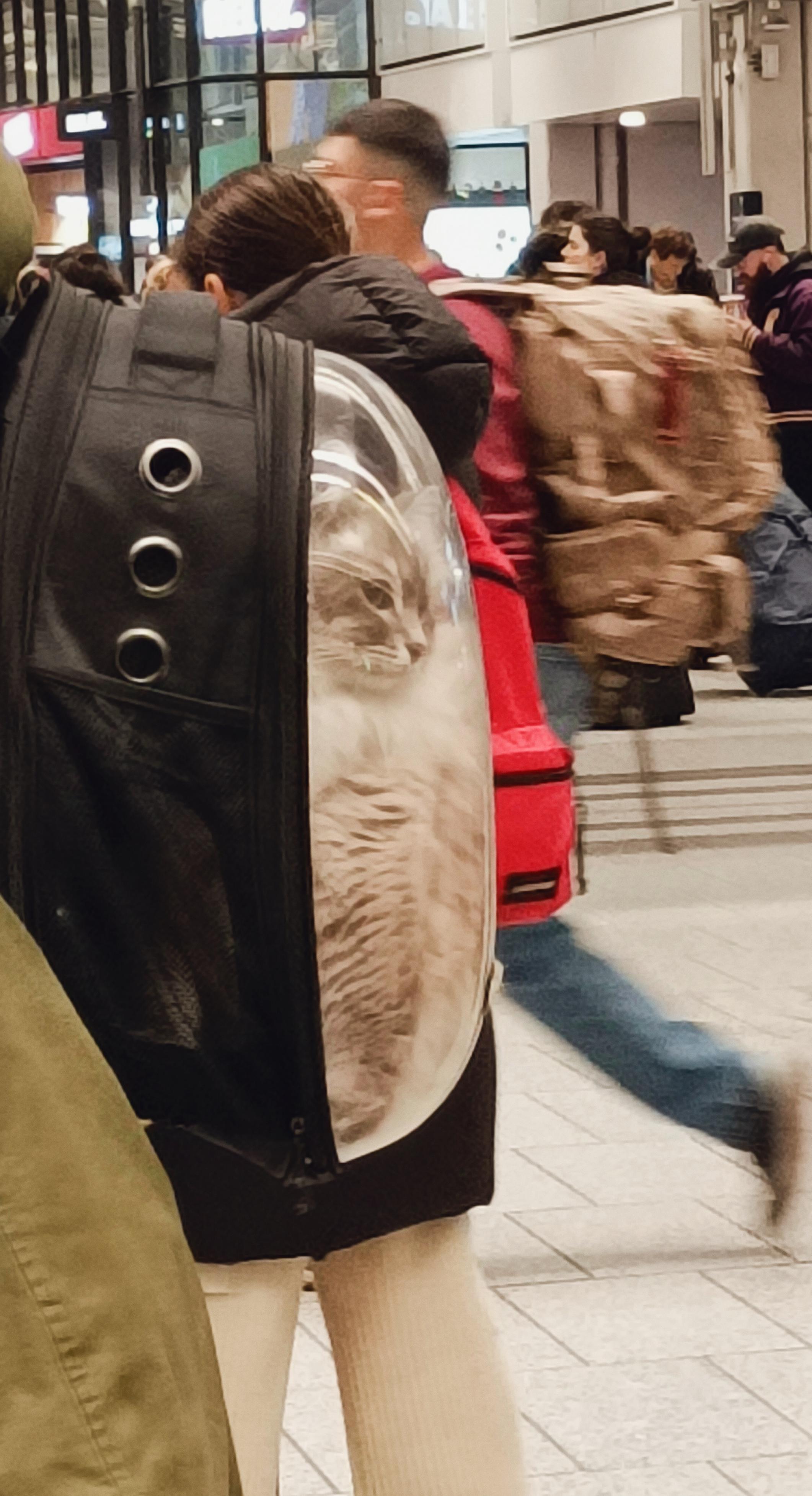 Photo prise dans une gare : un chat enfermé dans un sac à dos de voyage d'animaux, des personnes se pressent en arrière plan
