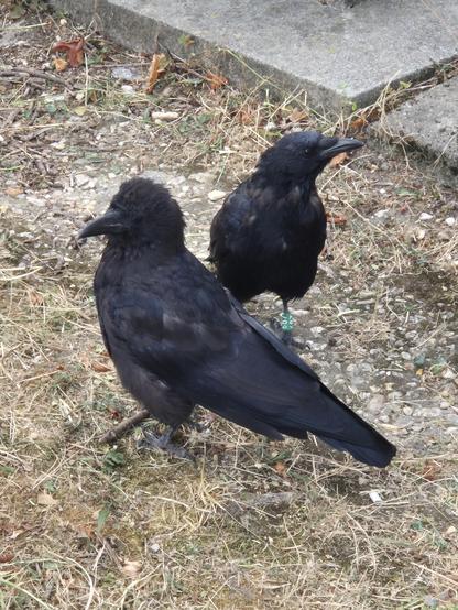 Zwei Krähen stehen dicht beieinander auf vertrocknetem Boden. Sie schauen jeweils in unterschiedliche Richtungen. Sie sehen neugierig und zugewandt aus. Im Hintergrund sind Granitbodenplatten erkennbar. 