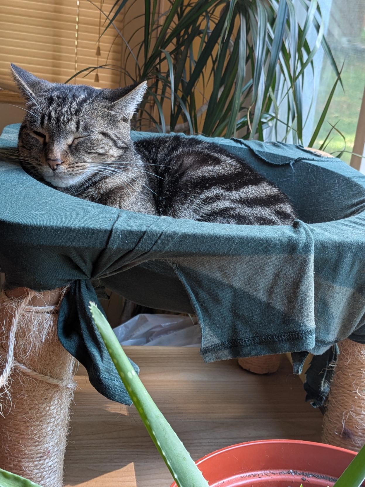 Small brown tabby snoozing in a green fabric hammock on top of a cat tree. Couple plants, a windowshade, and a view out the other window.