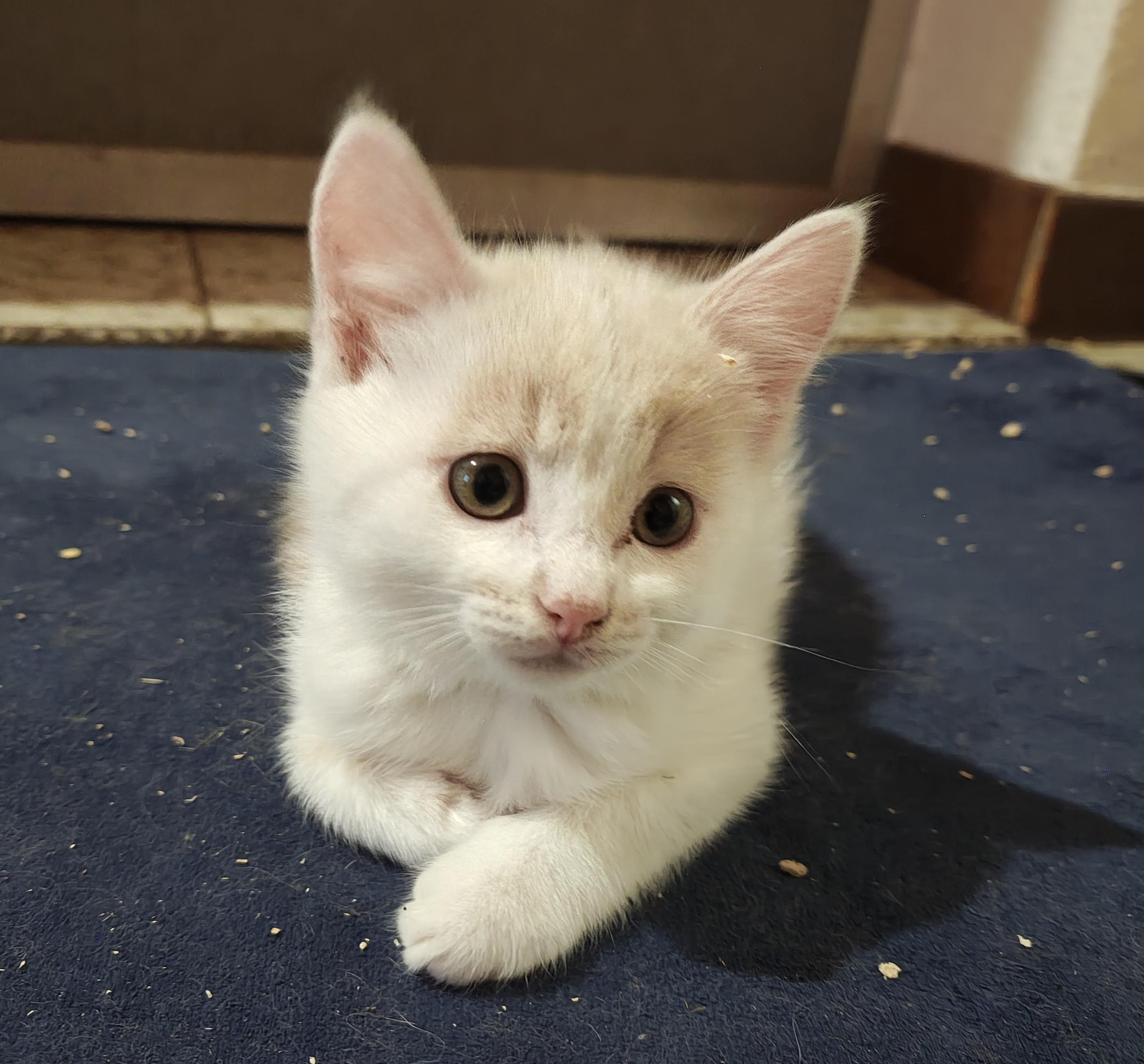 La même chatonne prise de face. Elle a les pattes avant posées devant elle, elle regarde vers le côté d'un air candide 